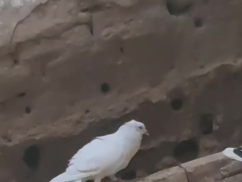 کبوتر|پرنده|راور, |دیوار