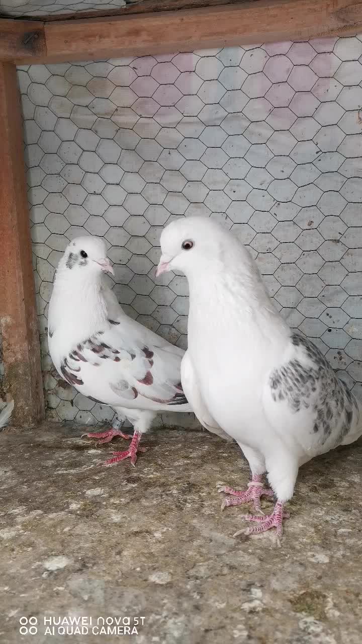 کبوتر تهرونی|پرنده|مشهد, ادیب نیشابوری (شهرک غرب)|دیوار