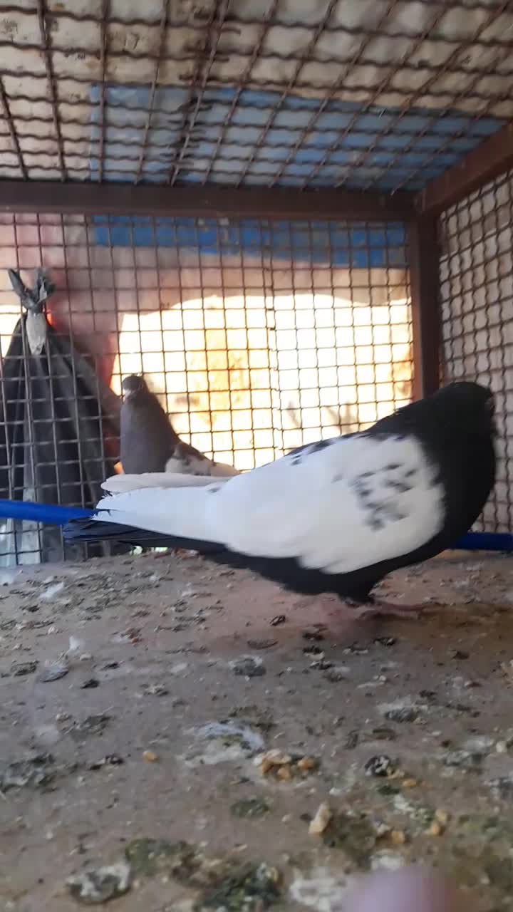 کبوتر|پرنده|شیراز, کوشک میدان|دیوار