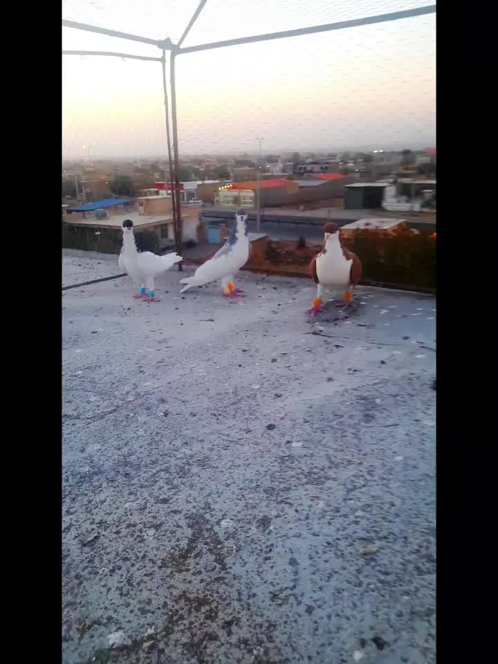 ۳کفتر رنگی|پرنده|تاکستان, |دیوار