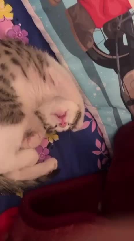 واگذاری گربه|گربه|تهران, اسفندیاری|دیوار