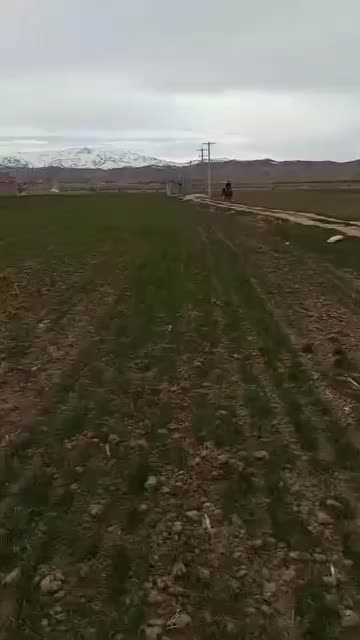 اسب|اسب و تجهیزات اسب‌سواری|شاهین‌شهر, شهرک امام رضا|دیوار