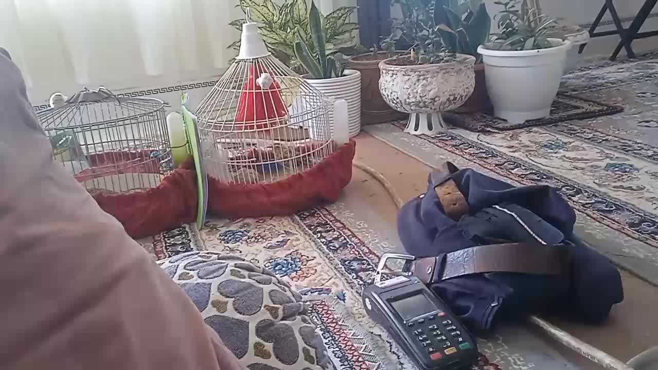 سیره خاکی  جوجه امسال به شرط خواندن|پرنده|سیرجان, |دیوار