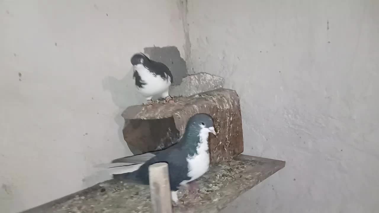 کفتر شهری|پرنده|شیراز, انجیر|دیوار