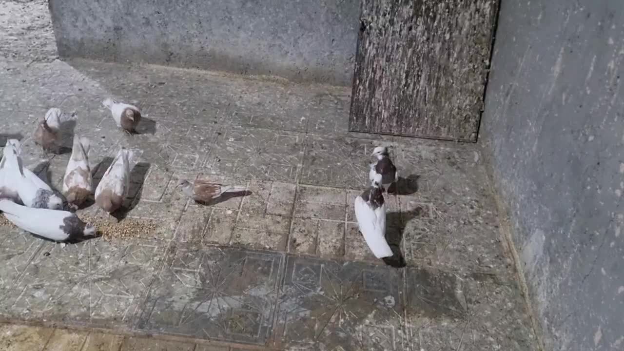 کبوتر|پرنده|جغتای, |دیوار