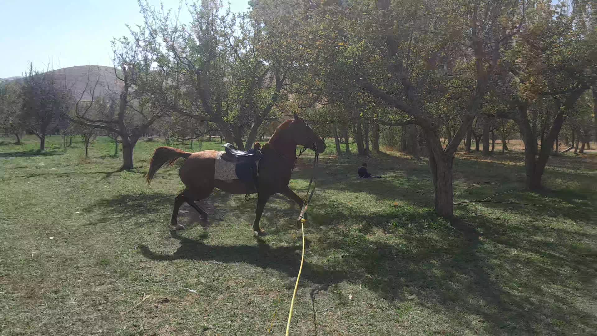 اسب|اسب و تجهیزات اسبسواری|تبریز, |دیوار