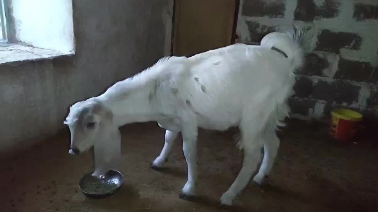 فروش کهره نر در خونه ای|حیوانات مزرعه|بیرم, |دیوار