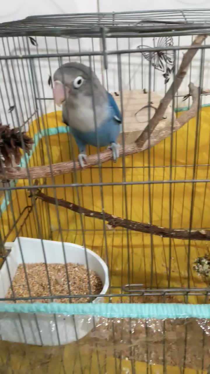 طوطی کوتوله نر سخنگوجهت معاوضه|پرنده|ایرانشهر, |دیوار