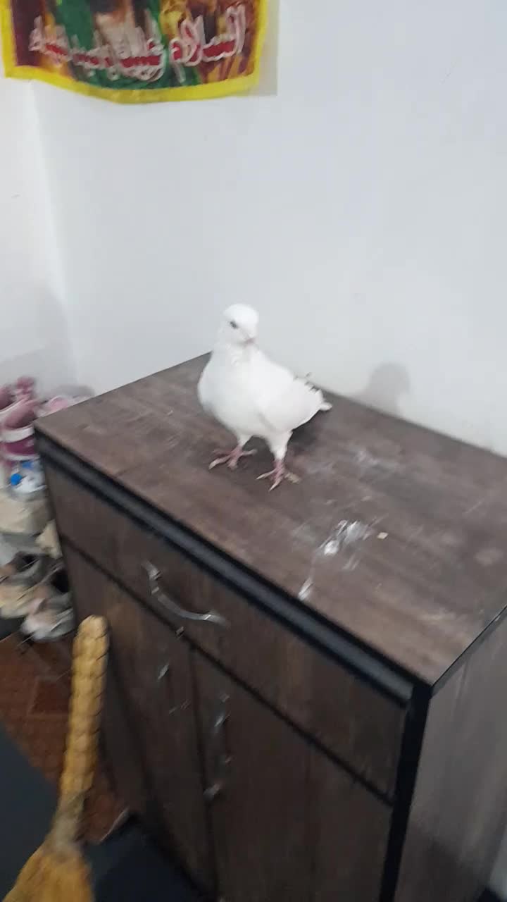 کفتر آس نر سفید و سرور|پرنده|شریف‌آباد, |دیوار