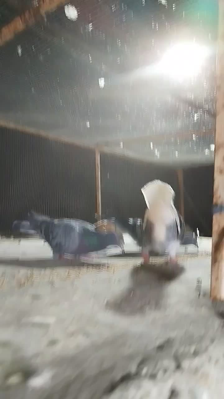 20 طوق جفتی650|پرنده|چابهار, |دیوار