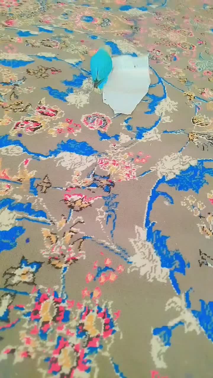 کوتوله برزیلی دستی|پرنده|کهک, |دیوار