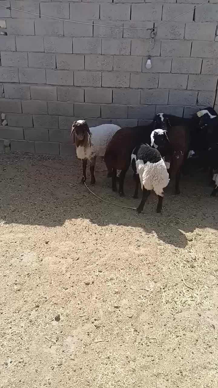 بره|حیوانات مزرعه|جلگه رخ, |دیوار