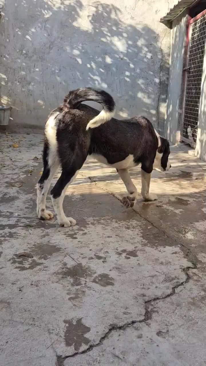 توله آلابای|سگ|رباطکریم, رباطکریم|دیوار