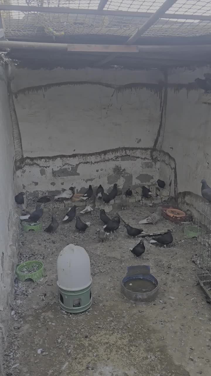 فروش کته رنگی دمسفید|پرنده|رامشیر, |دیوار