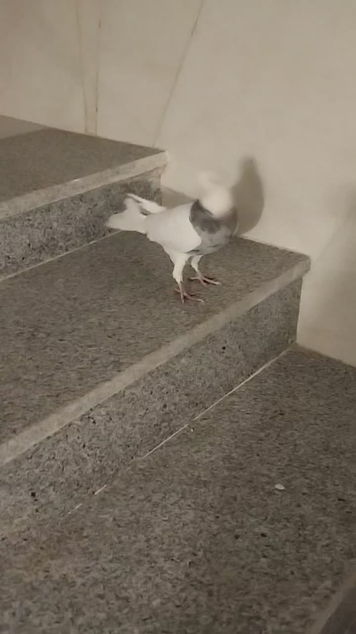 طوقی نر الماسی|پرنده|لردگان, |دیوار