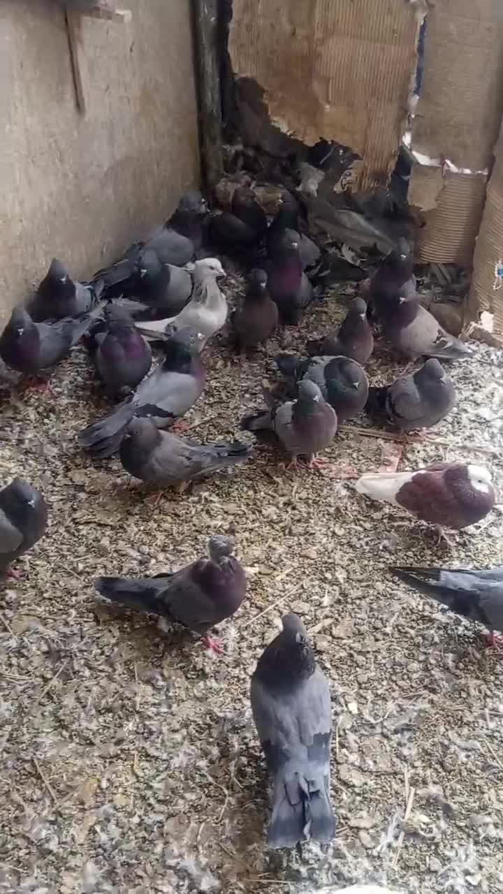 تعدادی سبزبازیکن کلایی|پرنده|بم, |دیوار