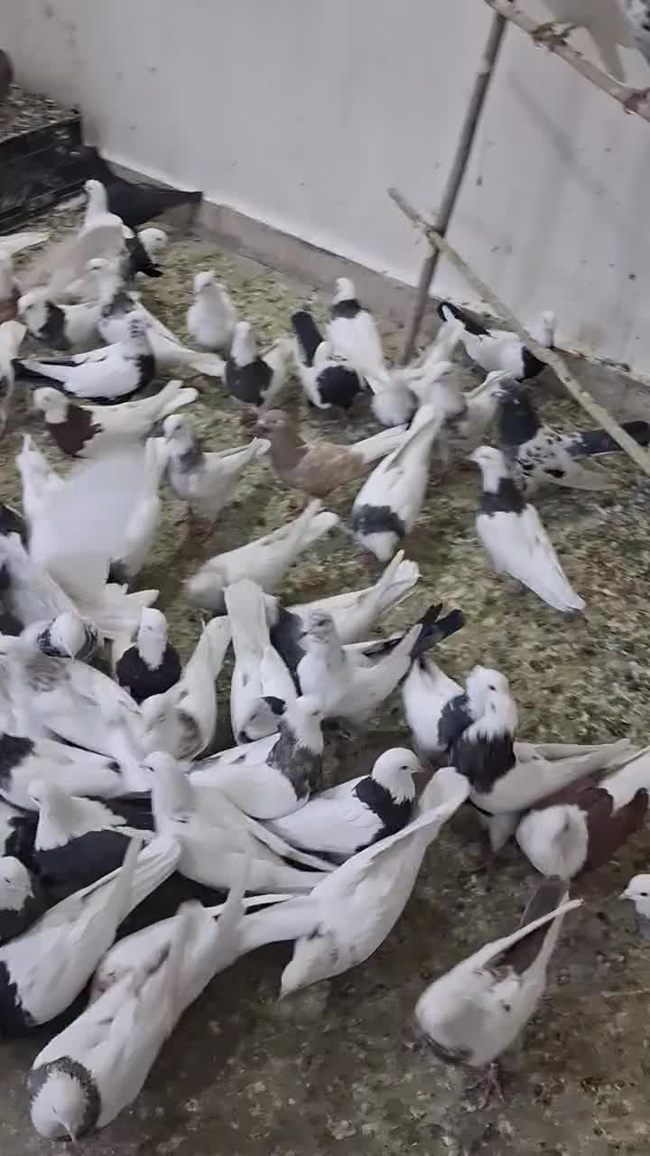 کبوتر|پرنده|قلقل رود, |دیوار