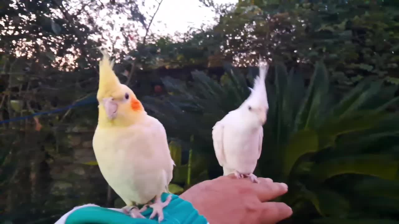 عروس آلبینو رام رام حلقه پا|پرنده|رودسر, |دیوار