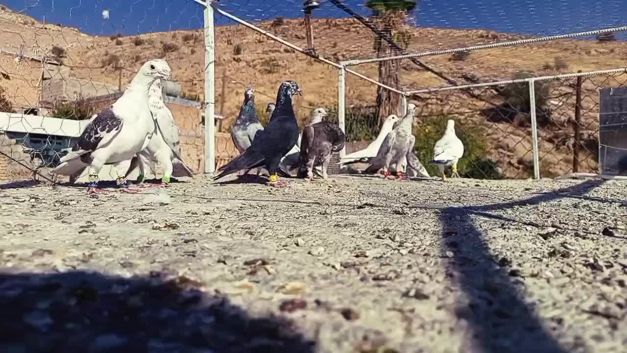 پرند|پرنده|شیراز, نیستان|دیوار