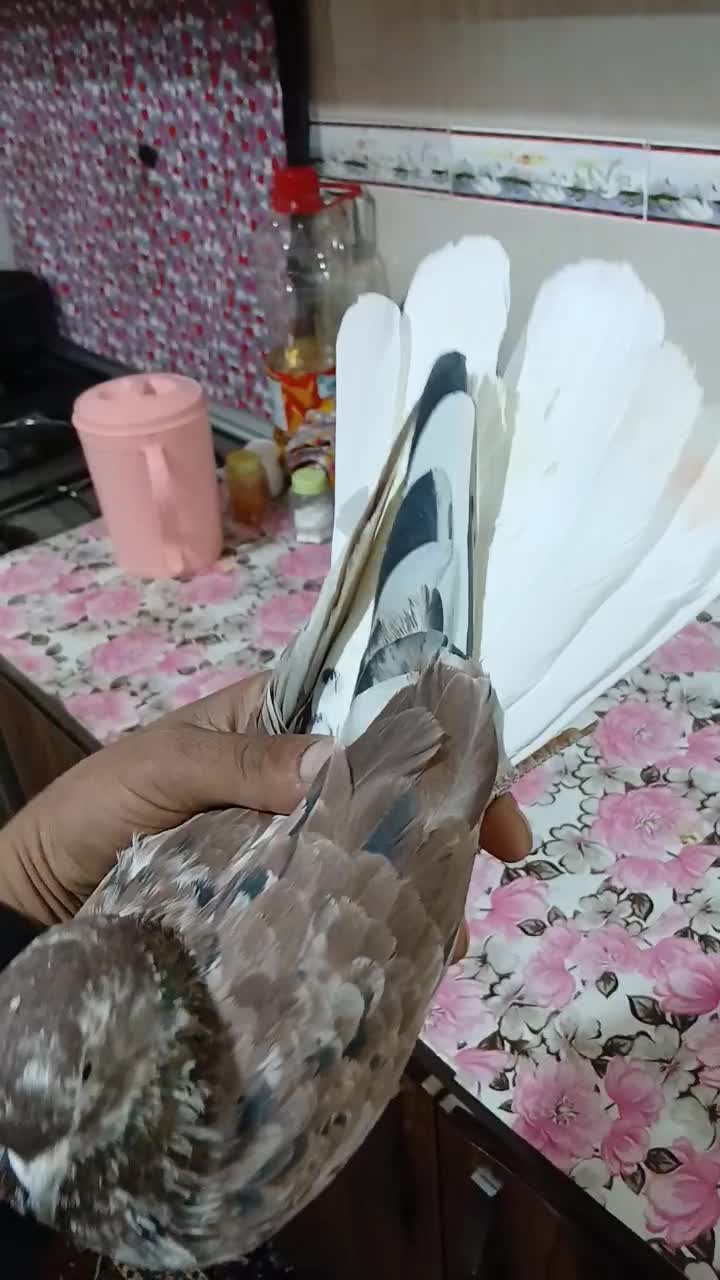 کبوتر پرشی|پرنده|ابهر, |دیوار