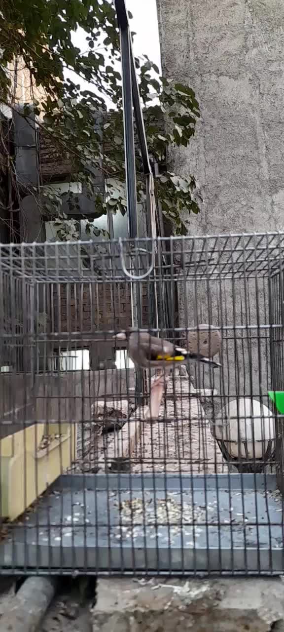 سهره دورگ کرمونی نشون دار|پرنده|تهران, تهرانپارس شرقی|دیوار