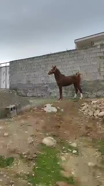 اسب|اسب و تجهیزات اسبسواری|طرهان, |دیوار