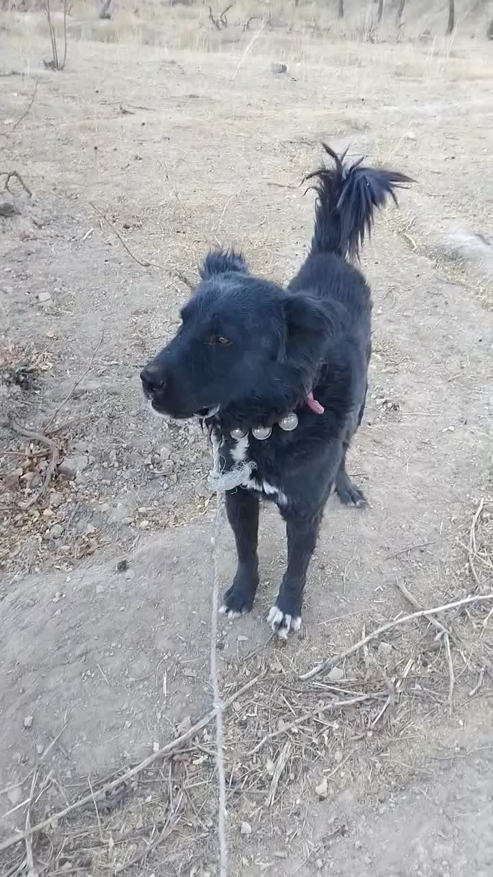 سگ قدریجونی همه چی تمام درشت|سگ|ساروق, |دیوار