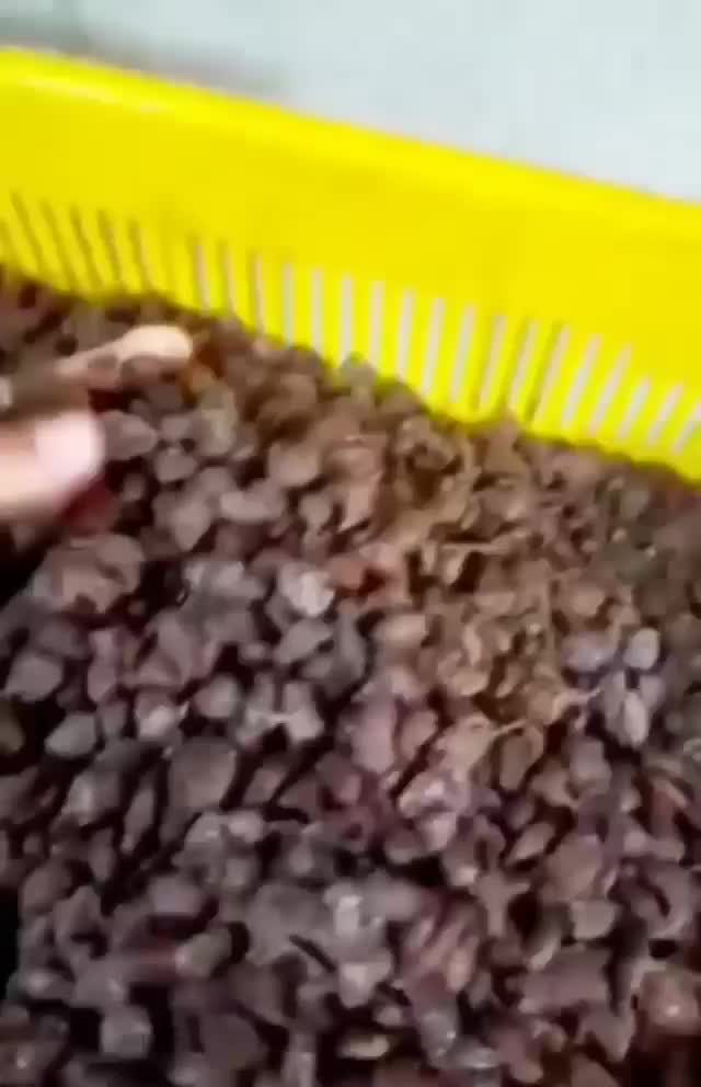 کشمش چرخ شده،خرما هسته گیری شده،ضایعات خرما،سرکه|خوردنی و آشامیدنی|تهران, ترمینال غرب|دیوار