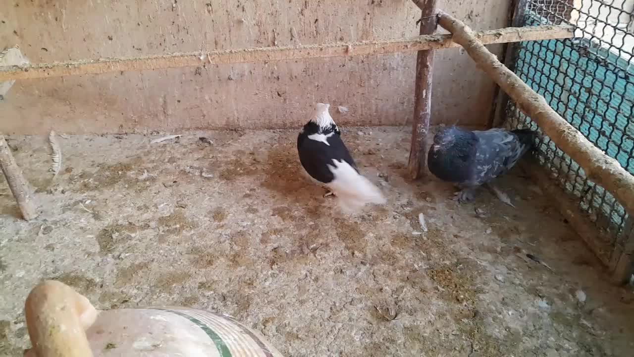 کبوترهماسرور|پرنده|کهریزک, |دیوار