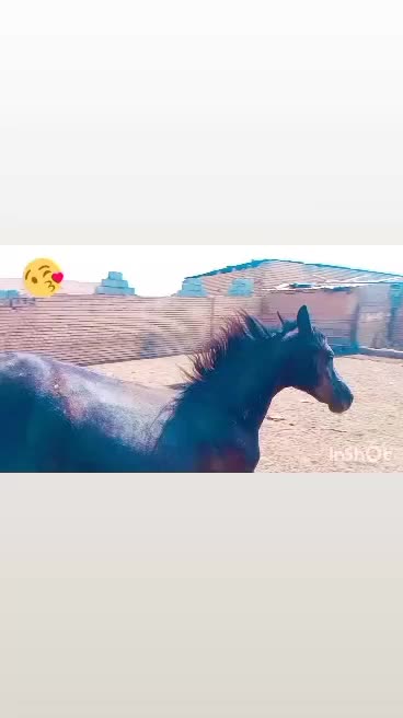 نریان عرب خالص یک سر|اسب و تجهیزات اسب‌سواری|اصفهان, ارداجی|دیوار