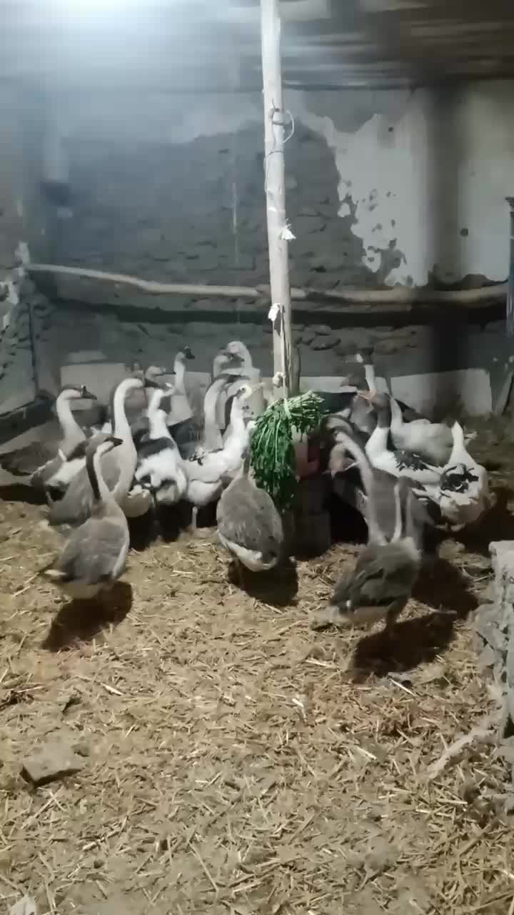 فروش قاز محلی|حیوانات مزرعه|بانه, |دیوار