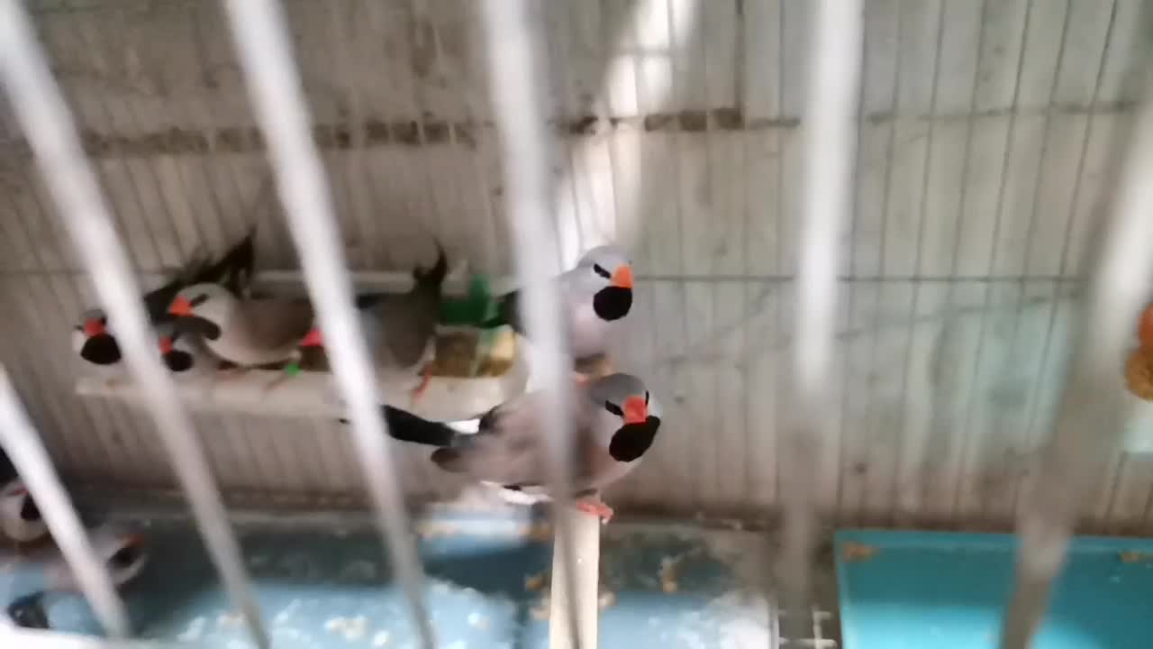 فنچ فول اورنج هالف اورنج شارکول، کرواتی، زبرا ابلغ|پرنده|تهران, امام زاده حسن|دیوار