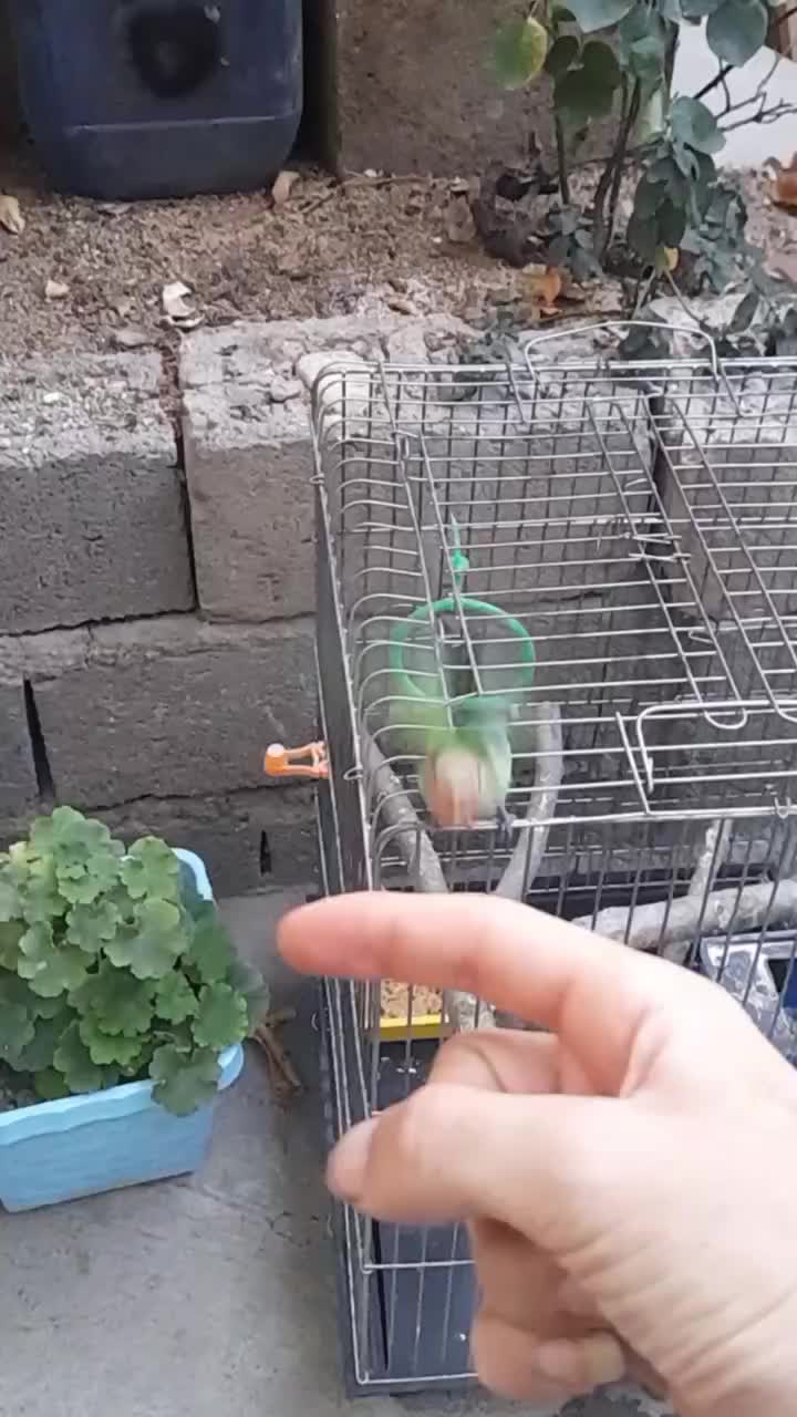 طوطی برزیلی رام|پرنده|سقز, |دیوار