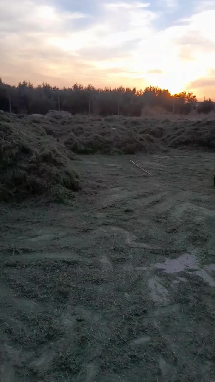 یونجه نرم و کوفته شده درجه یک|عمده‌فروشی|مرودشت, محمد آباد|دیوار