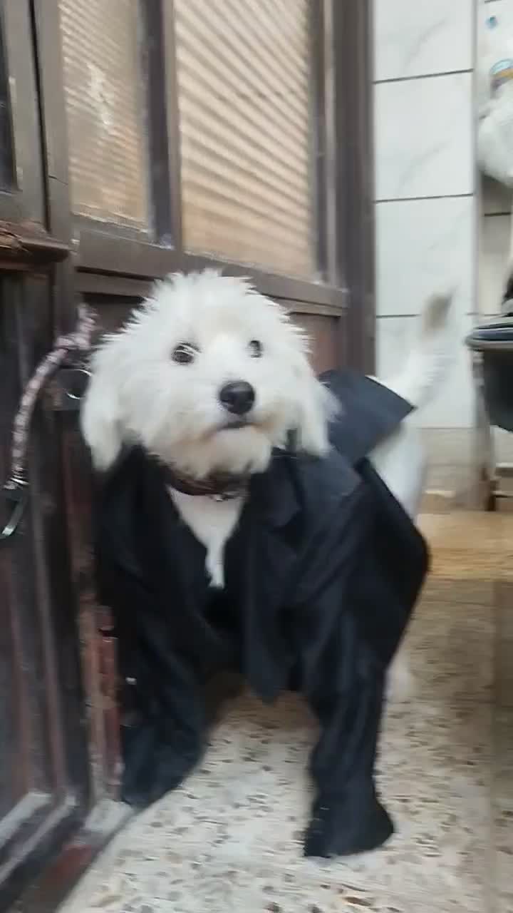 واگذاری سگ نژاد شیدزو|سگ|خرم‌آباد, |دیوار