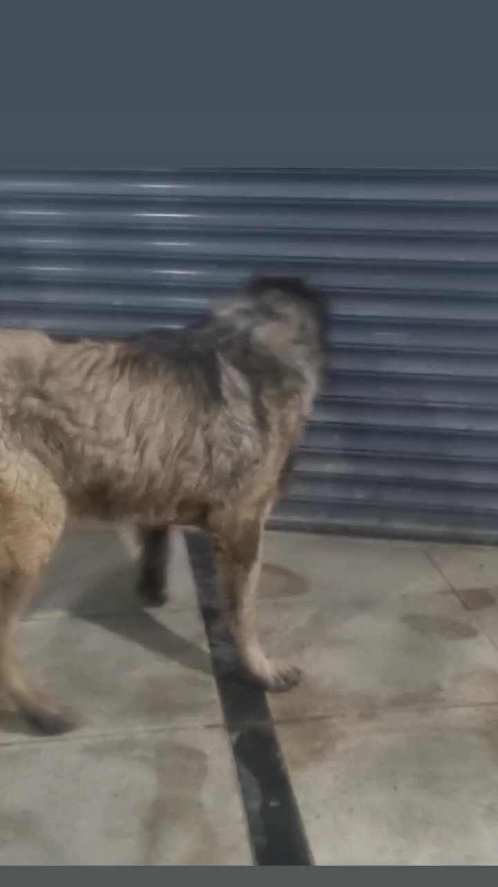 واگذاری سگ|سگ|کرج, آتشگاه|دیوار