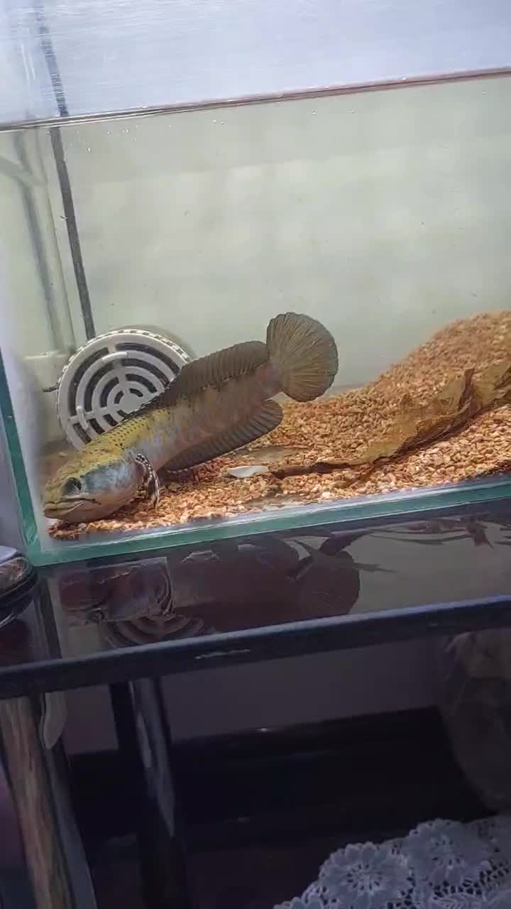 چانا بلو‌پالچرا|ماهی|لنجان, |دیوار