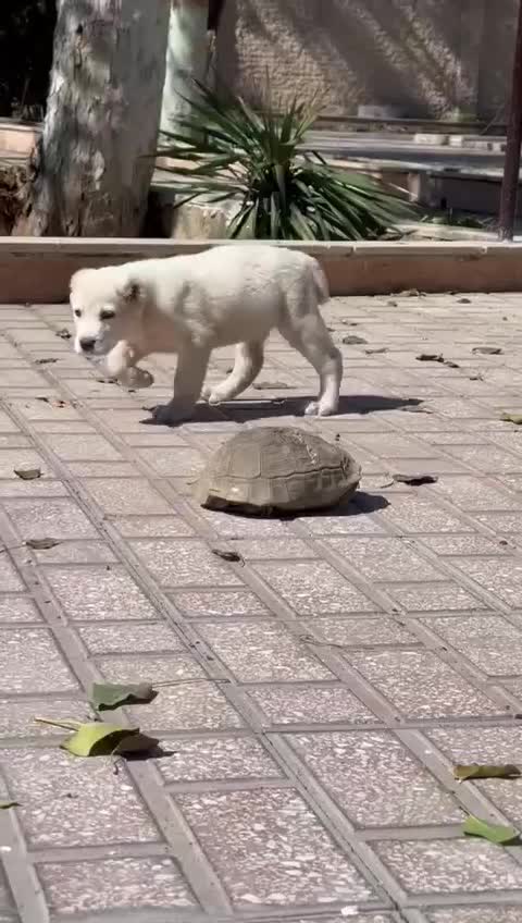 توله آلابای شجره دار|سگ|کرج, گوهردشت|دیوار