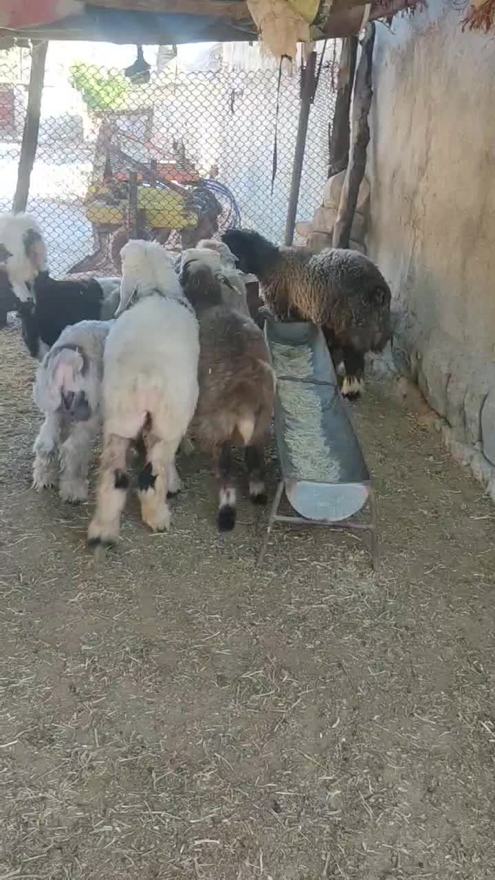 بره لری|حیوانات مزرعه|مسجد سلیمان, |دیوار