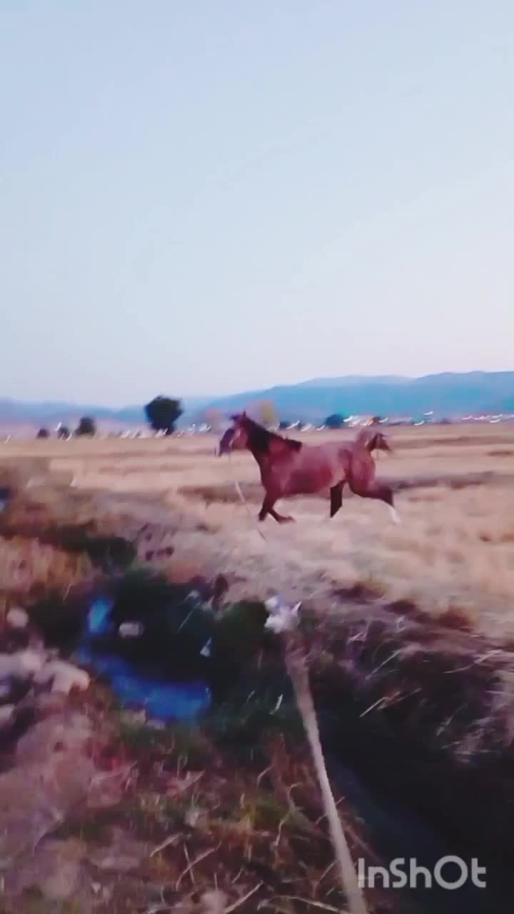 کره نریان|اسب و تجهیزات اسبسواری|یاسوج, |دیوار