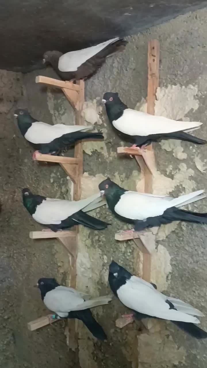 تعداد 18تا سینه کله|پرنده|شیراز, ریاستی|دیوار