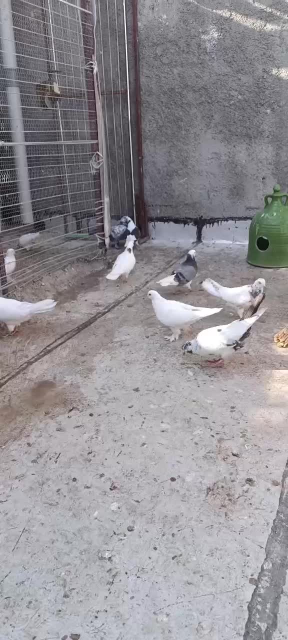 این کفترها روز پنجشنبه دزدیده شدن.،5ملیون مژدگانی.|حیوانات|مرند, |دیوار