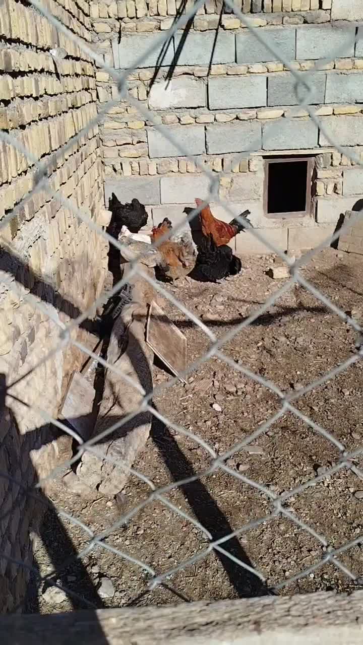 123|حیوانات مزرعه|هریس, |دیوار