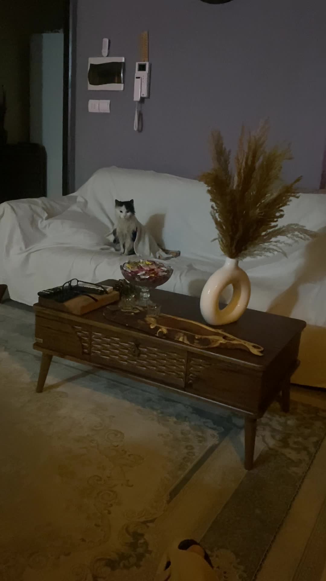 گربه پیدا شده|حیوانات|تبریز, |دیوار