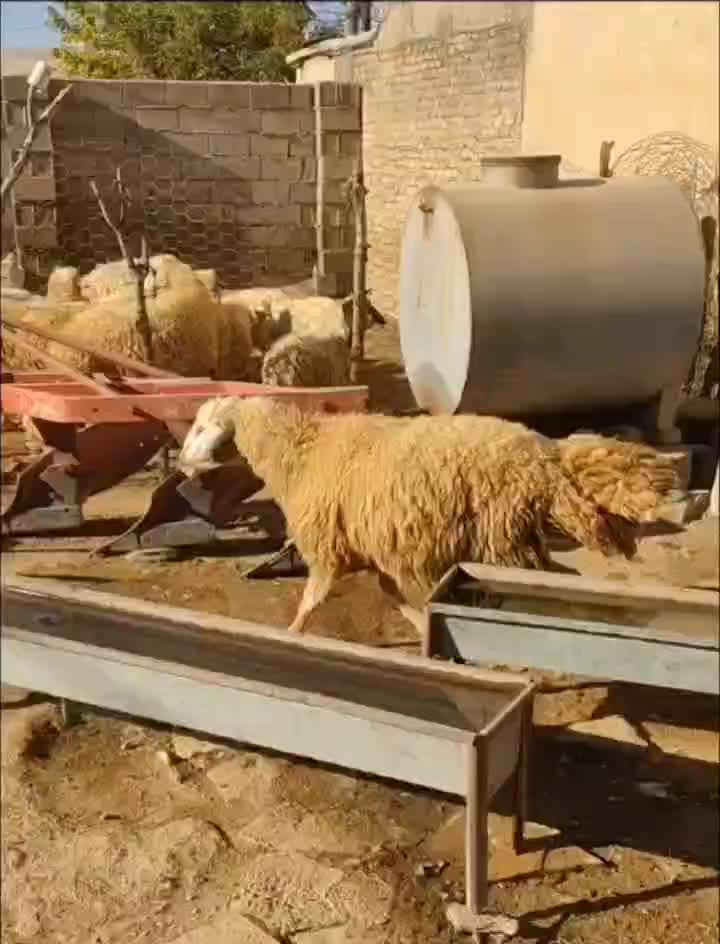 قوچ سنجابی شیشک|حیوانات مزرعه|کرمانشاه, |دیوار