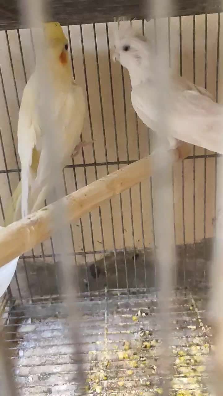 پرنده عروس هلندی البینو نر|پرنده|عسلویه, |دیوار