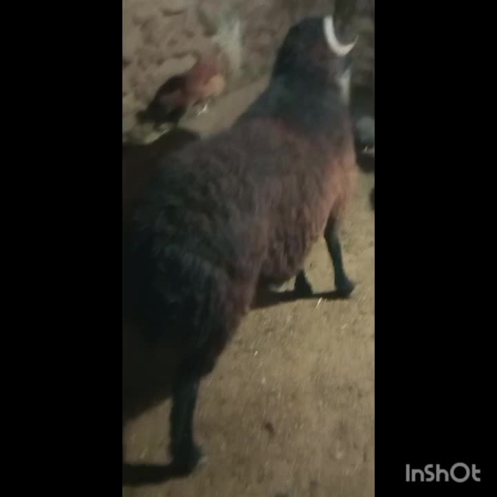 شیشک قوچ دو دندون شاخی بروون....|حیوانات مزرعه|داران, |دیوار