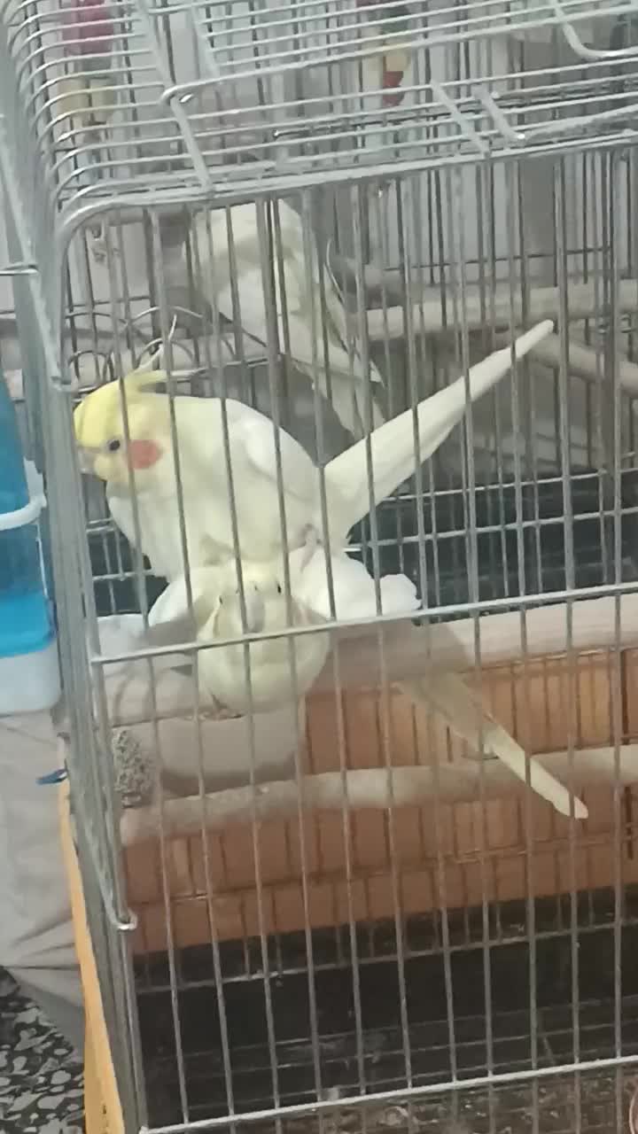 عروس هلندی|پرنده|نورآباد, |دیوار