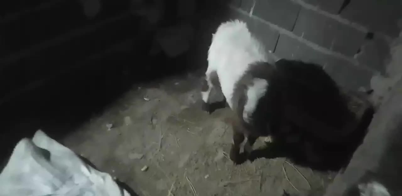 بز ماده|حیوانات مزرعه|قوچان, |دیوار