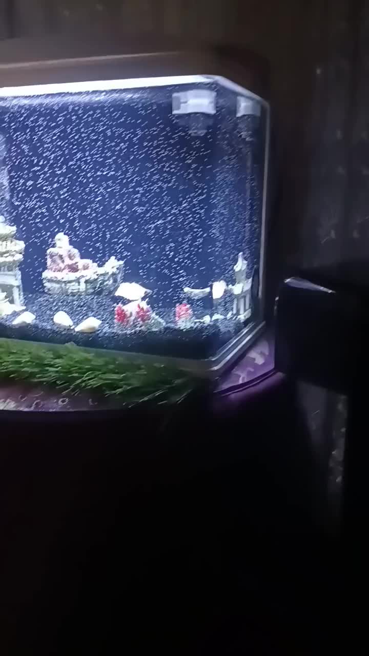 اکواریوم مکانیزه فول‌ وسایل|ماهی|یزد, |دیوار